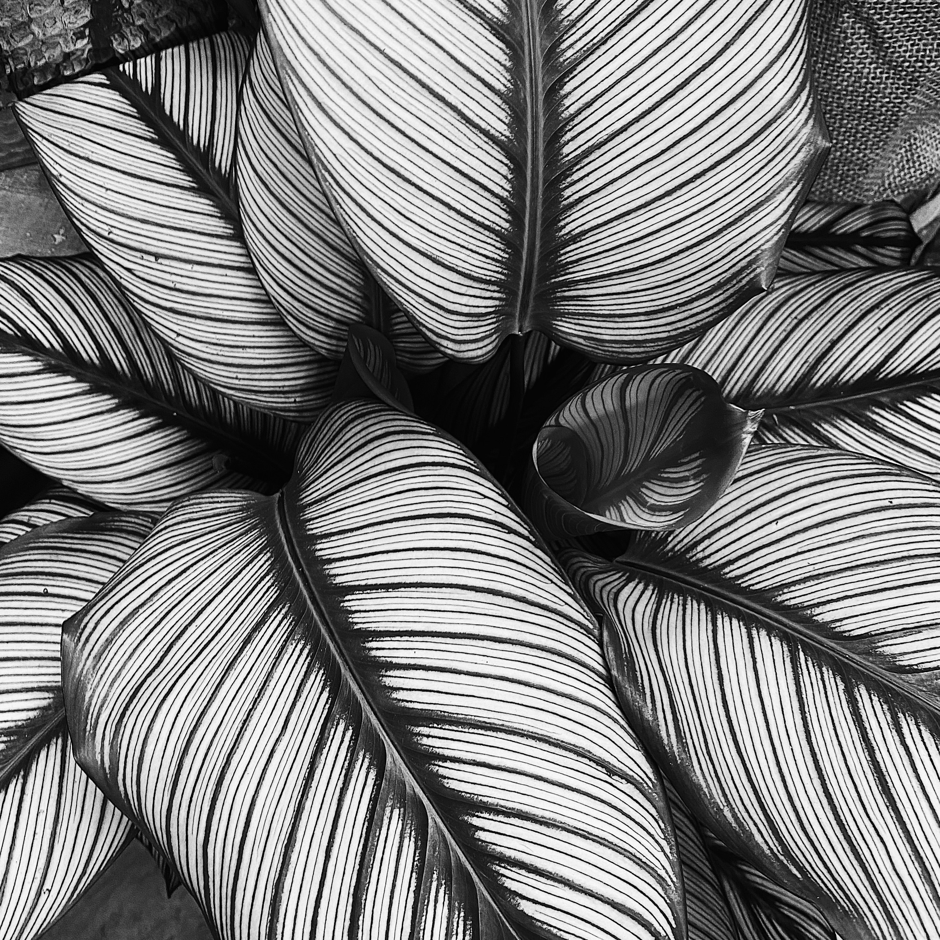 grayscale photo of leaves on wooden surface